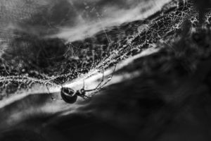 Web spider rests in her net, strong contrast, extreme close-up, Web spider rests in her net, strong contrast, extreme close-up,